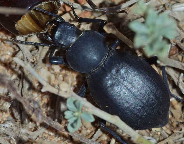 Tentyria di Minorca da determinare